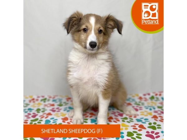 Shetland Sheepdog-Dog-Female-Sable / White-15706-Petland Grove City & Columbus, Ohio