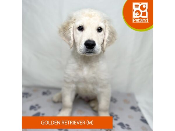 Golden Retriever-Dog-Male-Cream-15698-Petland Grove City & Columbus, Ohio