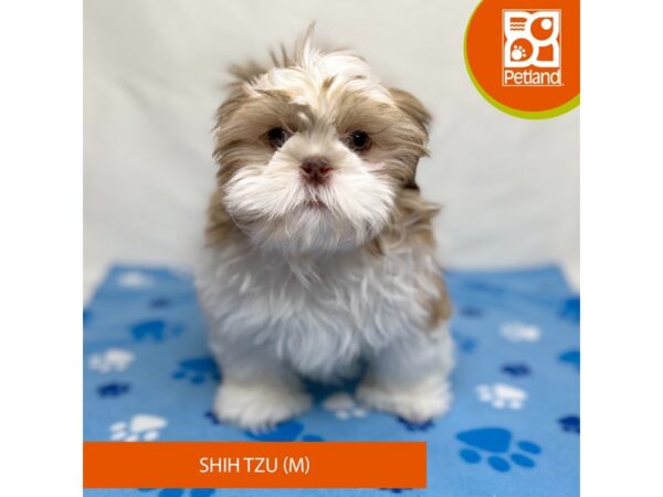 Shih Tzu-Dog-Male-Chocolate / White-15689-Petland Grove City & Columbus, Ohio