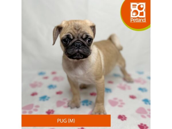 Pug Dog Male Fawn 15693 Petland Grove City & Columbus, Ohio