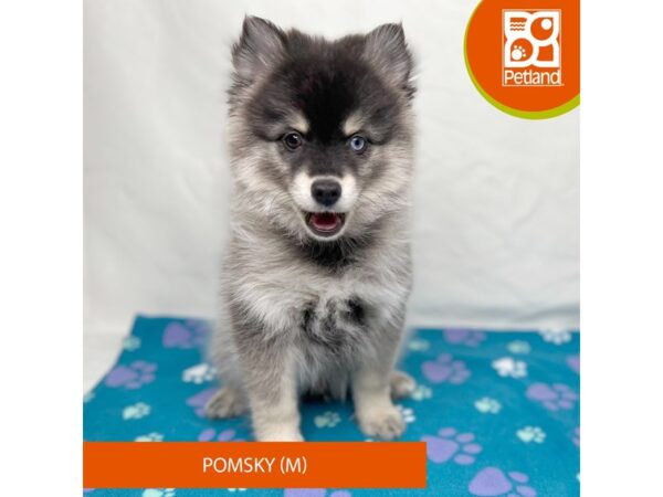 Pomsky-Dog-Male-Black / White-15685-Petland Grove City & Columbus, Ohio