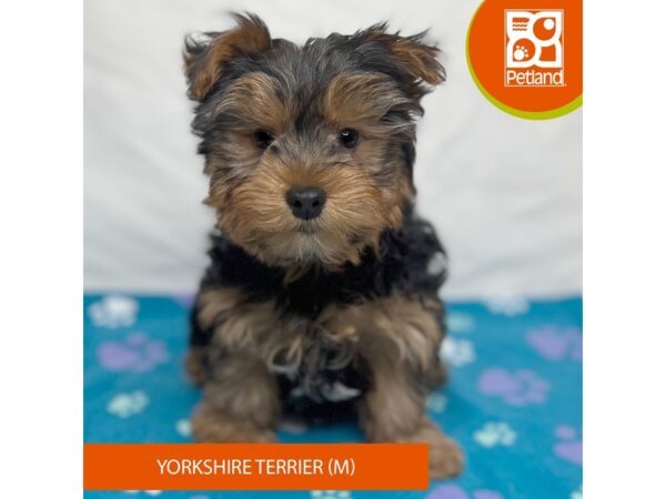 Yorkshire Terrier-Dog-Male-Black / Tan-15684-Petland Grove City