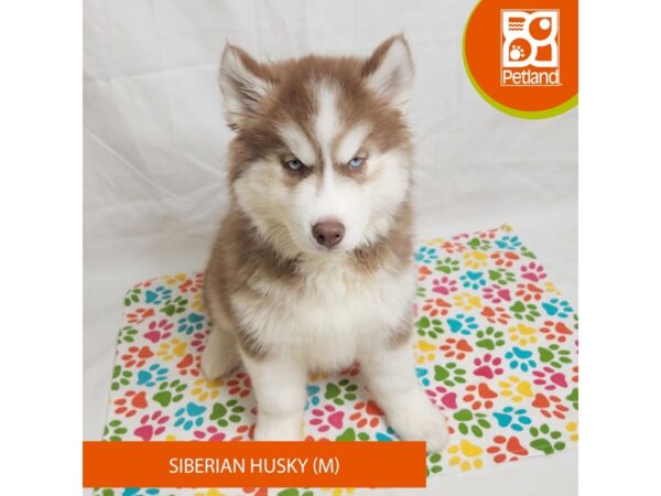 Siberian Husky-Dog-Male-Red / White-15713-Petland Grove City & Columbus, Ohio