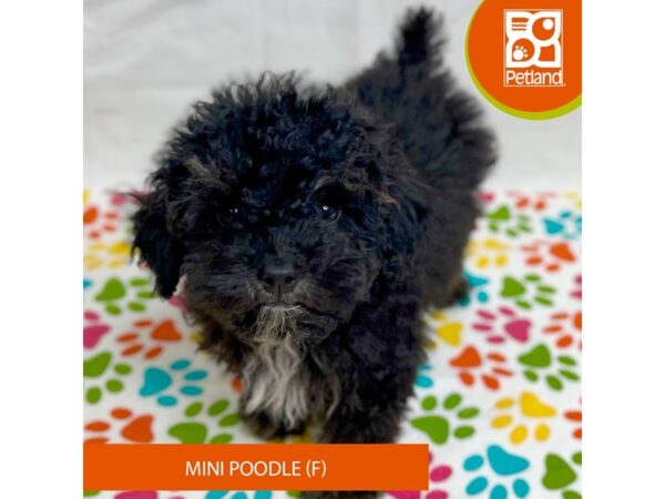 Poodle Mini-Dog-Female-Black / Tan-15703-Petland Grove City