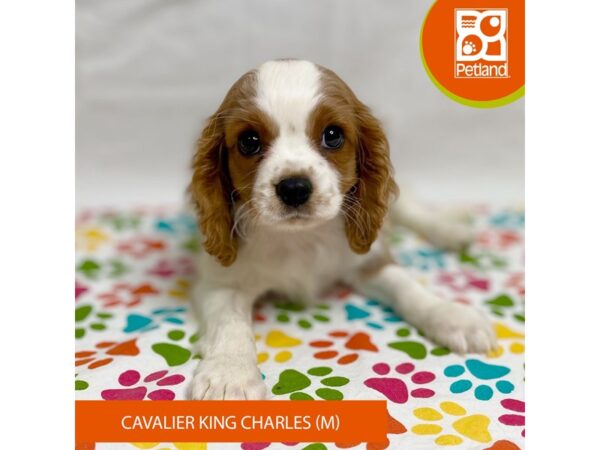 Cavalier King Charles Spaniel-Dog-Male-Blenheim-15702-Petland Grove City & Columbus, Ohio