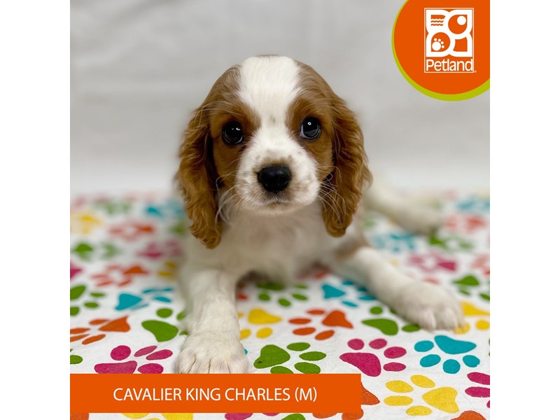 Cavalier King Charles Spaniel - 15702 Image #1