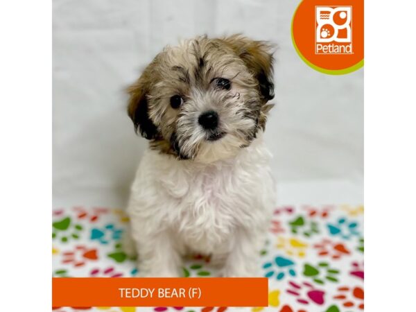 Teddy Bear-Dog-Female-Tri-Colored-15701-Petland Grove City