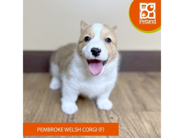 Pembroke Welsh Corgi Dog Female Red 15720 Petland Grove City