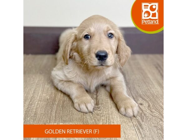 Golden Retriever-Dog-Female-Red-15717-Petland Grove City & Columbus, Ohio