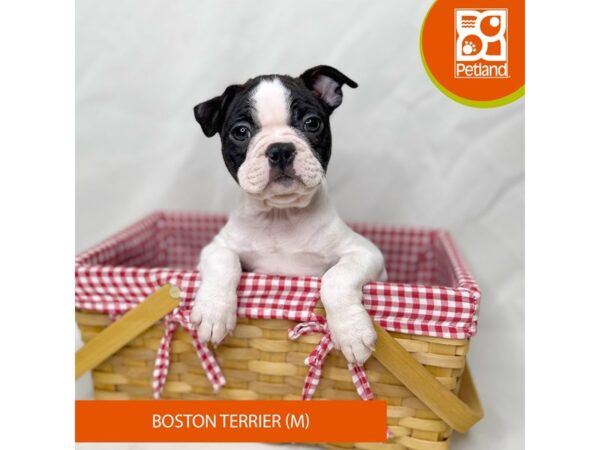 Boston Terrier-Dog-Male-Black / White-15699-Petland Grove City & Columbus, Ohio