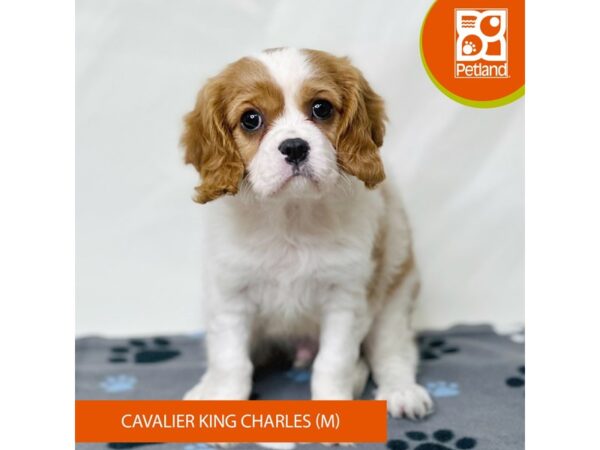 Cavalier King Charles Spaniel-Dog-Male-Blenheim-15696-Petland Grove City