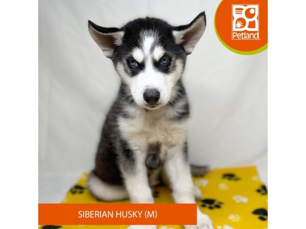 Siberian Husky Dog Male Black / White 15707 Petland Grove City & Columbus, Ohio