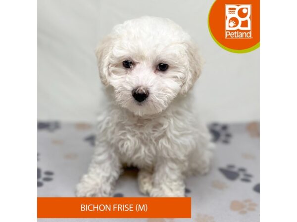 Bichon Frise-Dog-Male-White-15700-Petland Grove City & Columbus, Ohio