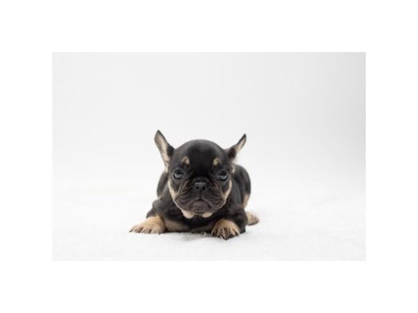 French Bulldog Dog Female Black / Tan 15711 Petland Grove City & Columbus, Ohio