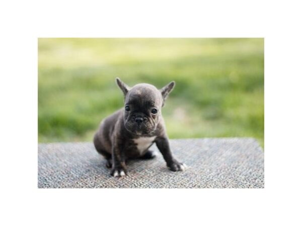 [#15712] Brindle Female French Bulldog Puppies for Sale