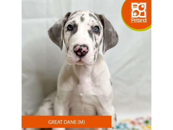 Great Dane-Dog-Male-Harlequin-15709-Petland Grove City & Columbus, Ohio