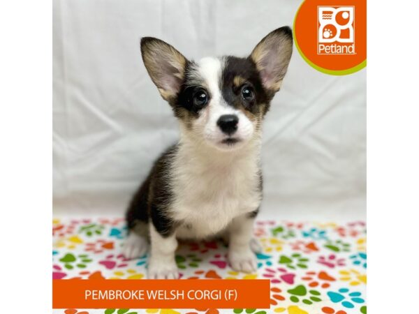 Pembroke Welsh Corgi Dog Female Black / Tan 15705 Petland Grove City & Columbus, Ohio