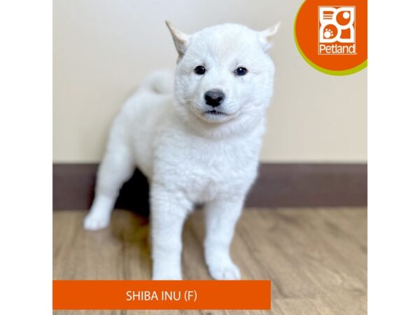 [#15725] White Female Shiba Inu Puppies for Sale