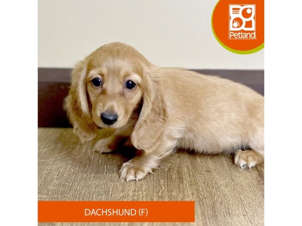 Dachshund-Dog-Female-Red-15724-Petland Grove City & Columbus, Ohio