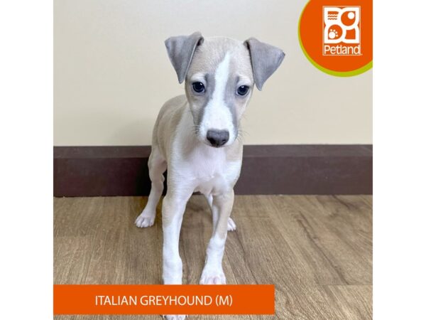 Italian Greyhound-Dog-Male-Blue Fawn-15722-Petland Grove City & Columbus, Ohio