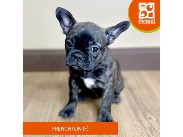 Frenchton-Dog-Female-Brindle-15719-Petland Grove City & Columbus, Ohio