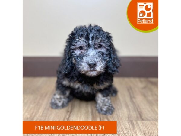 [#15731] Black Female Goldendoodle Mini F1b Puppies for Sale