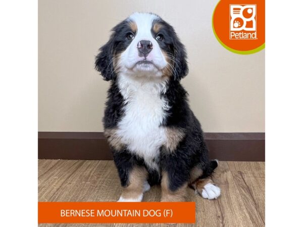 [#15729] Black Rust / White Female Bernese Mountain Dog Puppies for Sale