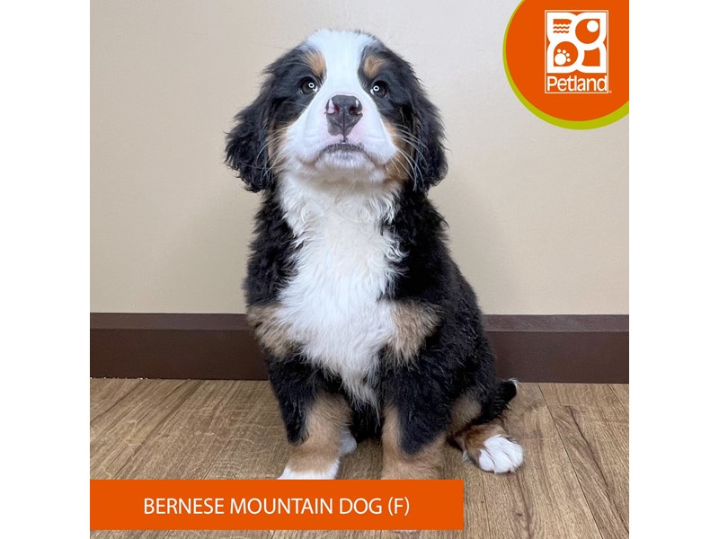 Bernese Mountain Dog Small Animal Black Rust White ID 15729
