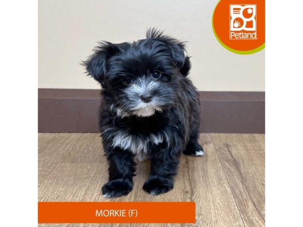 Morkie-Dog-Female-Black-15728-Petland Grove City