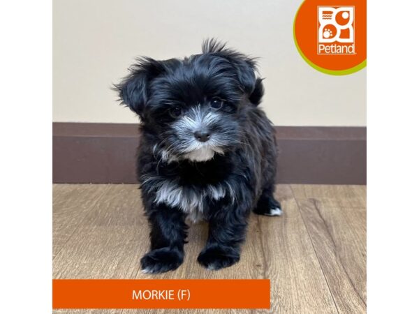 Morkie-Dog-Female-Black-15728-Petland Grove City & Columbus, Ohio