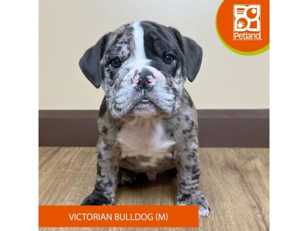 Victorian Bulldog-Dog-Male-Merle-15726-Petland Grove City & Columbus, Ohio