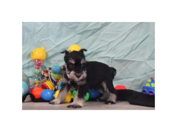 [#15741] Black / Silver Male Miniature Schnauzer Puppies for Sale