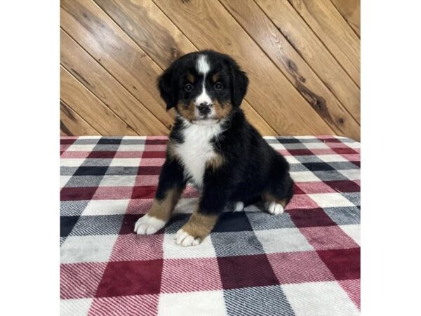 [#15733] Tri-Colored Female Bernese Mountain Dog Puppies for Sale