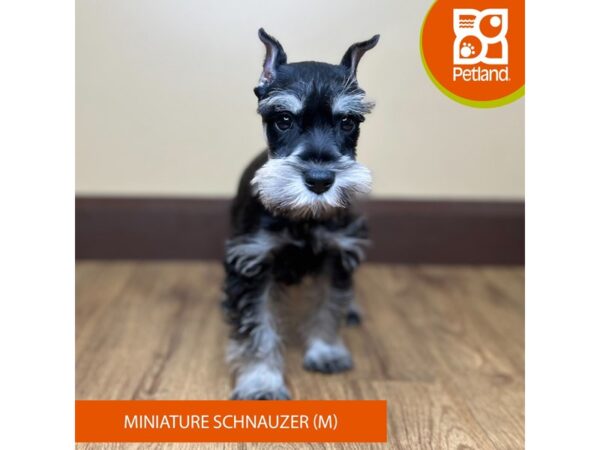 Miniature Schnauzer-Dog-Male-Black / Silver-15741-Petland Grove City & Columbus, Ohio