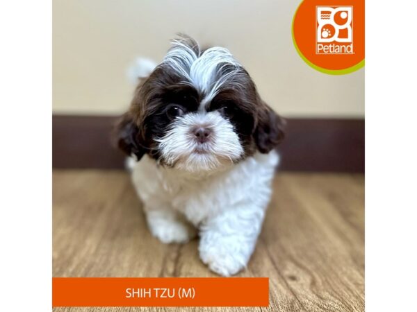 Shih Tzu Dog Male Black / White 15745 Petland Grove City & Columbus, Ohio