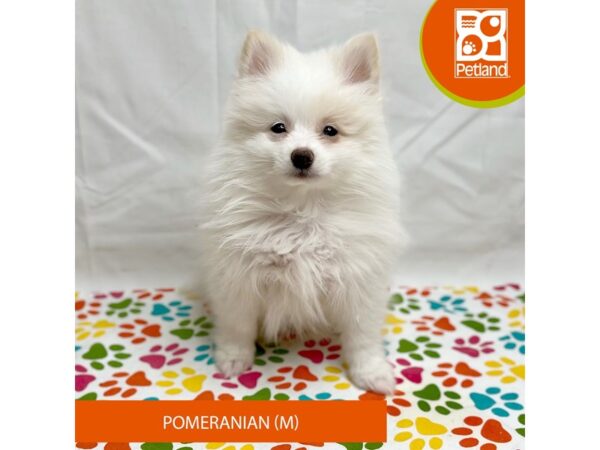 Pomeranian-Dog-Male-White / Orange-15715-Petland Grove City & Columbus, Ohio