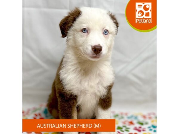 Australian Shepherd Dog Male Red Tan / White 15710 Petland Grove City & Columbus, Ohio