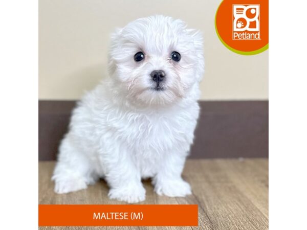 Maltese Dog Male White 15721 Petland Grove City & Columbus, Ohio