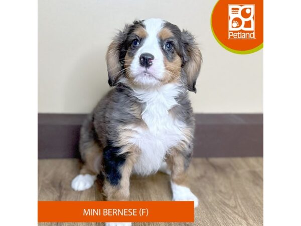 Mini Bernese-Dog-Female-Blue Merle / Tan-15718-Petland Grove City