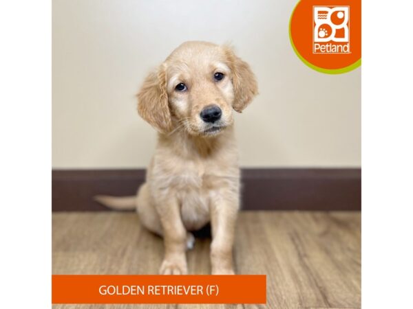 Golden Retriever-Dog-Female-Golden-15732-Petland Grove City & Columbus, Ohio