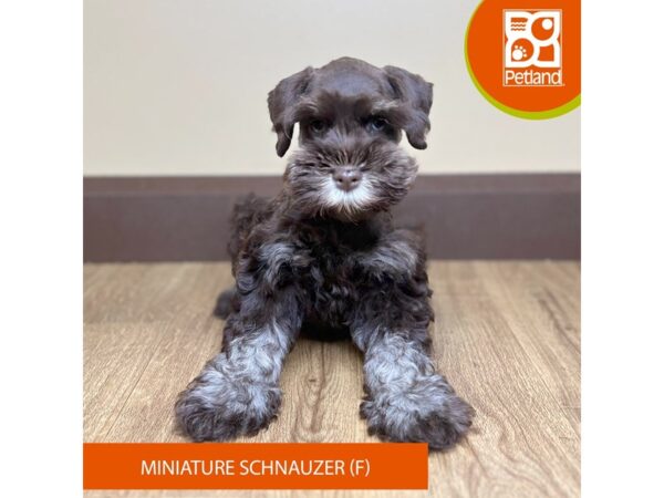 Miniature Schnauzer-Dog-Female-Chocolate / Tan-15727-Petland Grove City & Columbus, Ohio