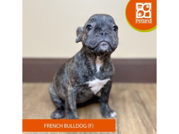 French Bulldog Dog Female Brindle 15712 Petland Grove City & Columbus, Ohio