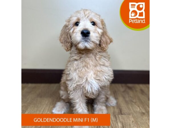 Goldendoodle Mini F1 Dog Male Golden 15734 Petland Grove City & Columbus, Ohio