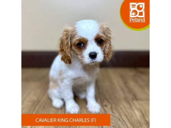 Cavalier King Charles Spaniel-Dog-Female-Blenheim-15744-Petland Grove City & Columbus, Ohio