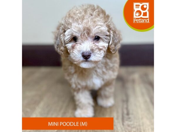 Poodle Mini-Dog-Male-Red-15749-Petland Grove City & Columbus, Ohio