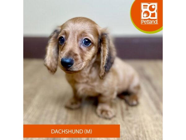 Dachshund Dog Male Red Sable 15748 Petland Grove City & Columbus, Ohio