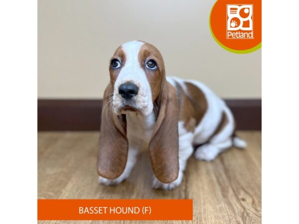 Basset Hound-Dog-Female-Red / White-15750-Petland Grove City & Columbus, Ohio