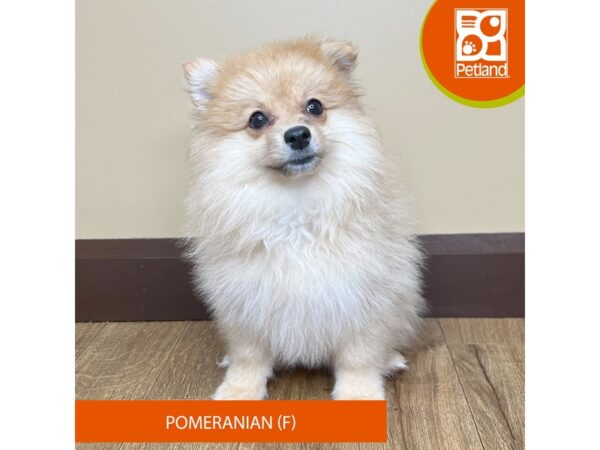 Pomeranian Dog Female Apricot 15737 Petland Grove City & Columbus, Ohio