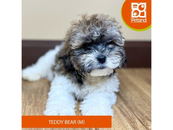 Teddy Bear Dog Male Brown / White 15757 Petland Grove City & Columbus, Ohio