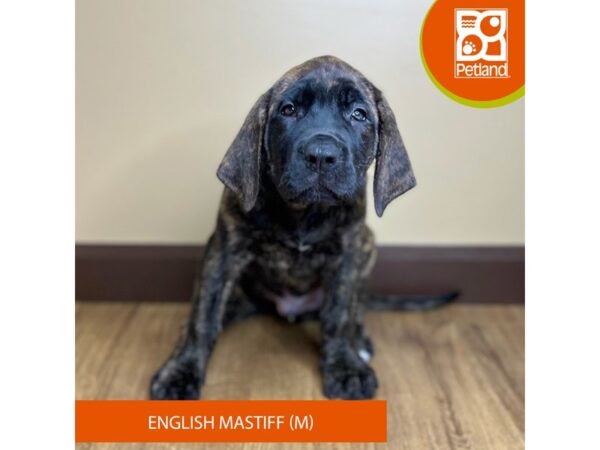 English Mastiff-Dog-Male-Brindle-15756-Petland Grove City & Columbus, Ohio